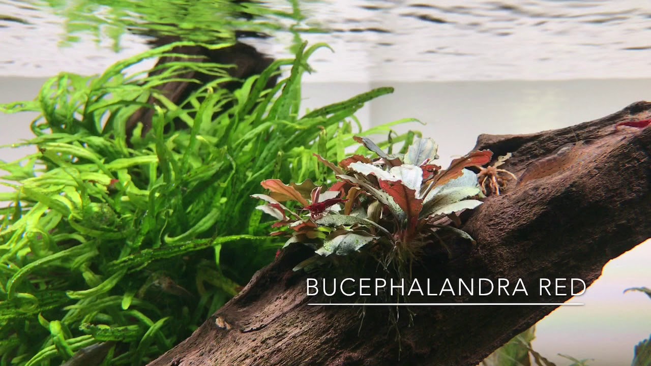 Bucephalandra sp. “Red waltz” 水の国 ブセファランドラ