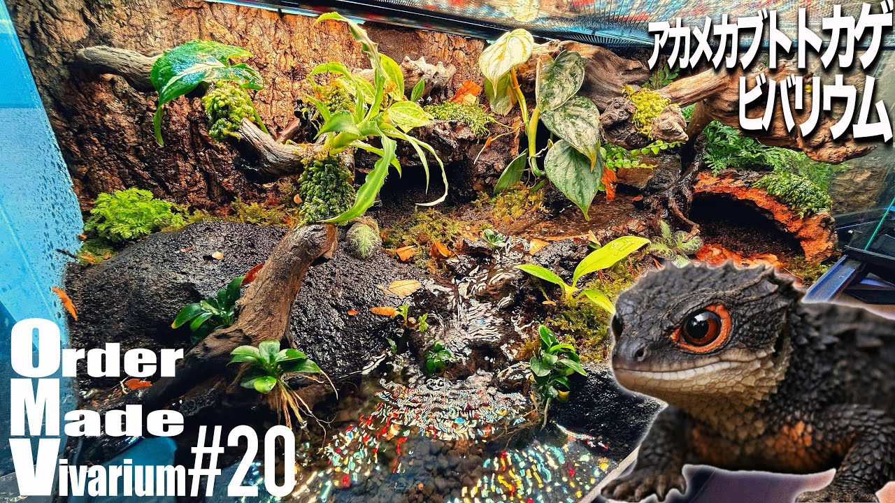 We created a paradise for red-spotted lizards in an Amazon reptile