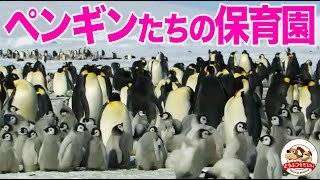 Cute] A nursery for emperor penguin chicks discovered in