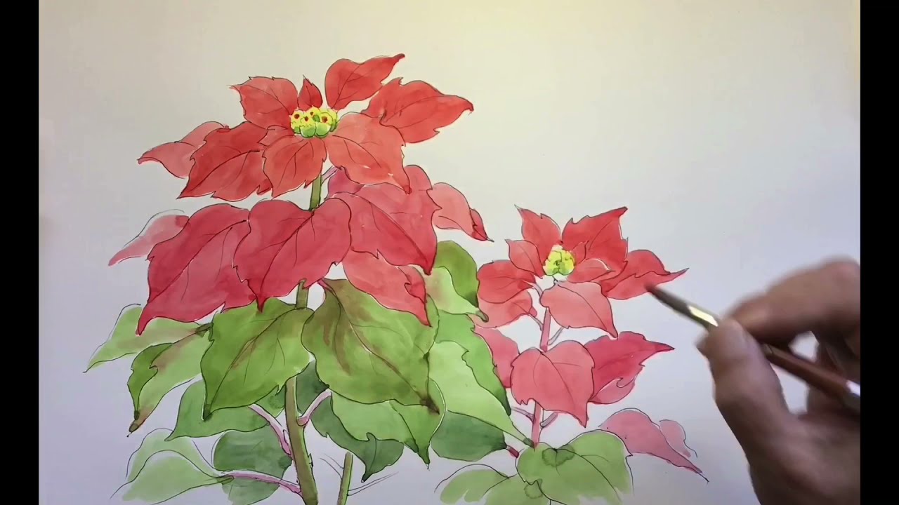 透明水彩画原画 クリスマス 聖夜 ポインセチア 透明水彩画原画