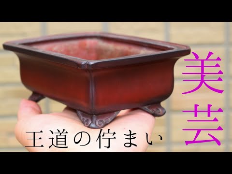 盆栽鉢 美芸d 美芸 盆栽 鉢 bh0004 358 盆栽 盆栽鉢 植木鉢 和