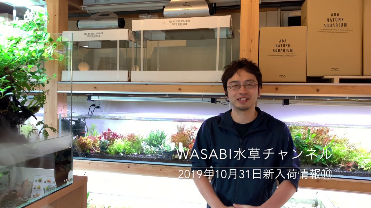 90cm流木レイアウトのワンポイント解説と新入荷情報⑩ 2019年10月31日