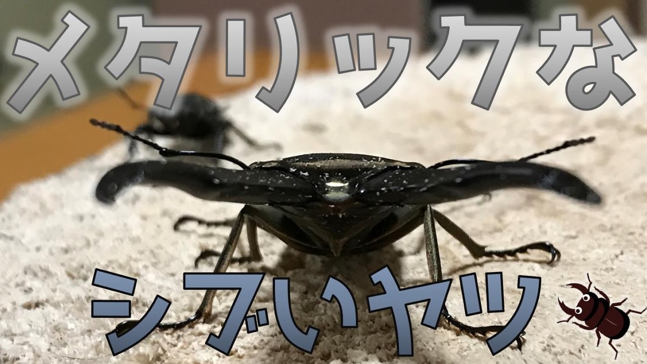 ☆昆虫採集☆虫取り網☆最長7m12cm クワガタムシ・カブトムシの