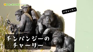 Higashiyama Zoo and Botanical Gardens Official] Charlie (2/5 is