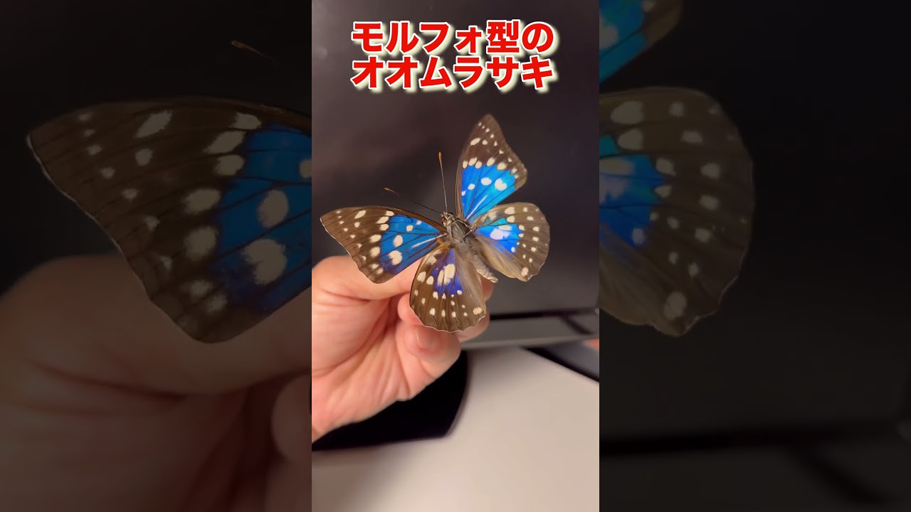 国産蝶オオムラサキ モルフォ型とオオムラサキ(雌) ☆ 蝶 標本 滋賀県
