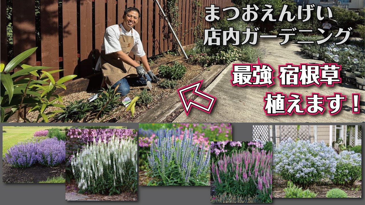 Gardening 74] Preparing for Autumn: Caring for Dahlias, Phlox