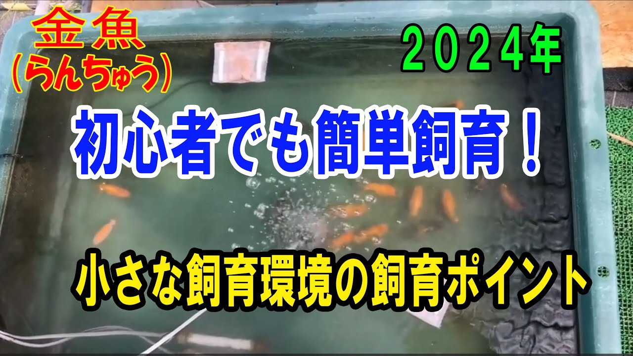 らんちゅう（#金魚）ブリーダーの飼育記録No.253：初心者でも簡単