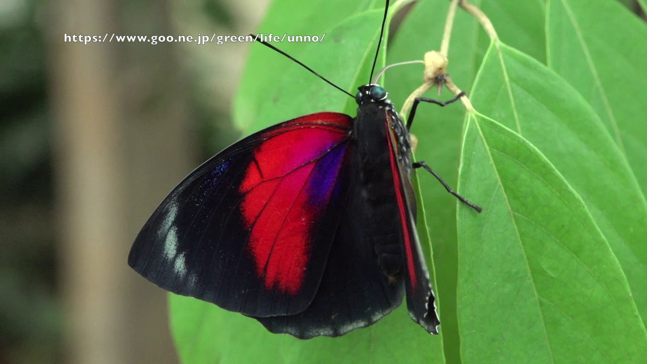 ベアタミイロタテハとクラウディーナミイロタテハの雑種の飛翔 Agrias