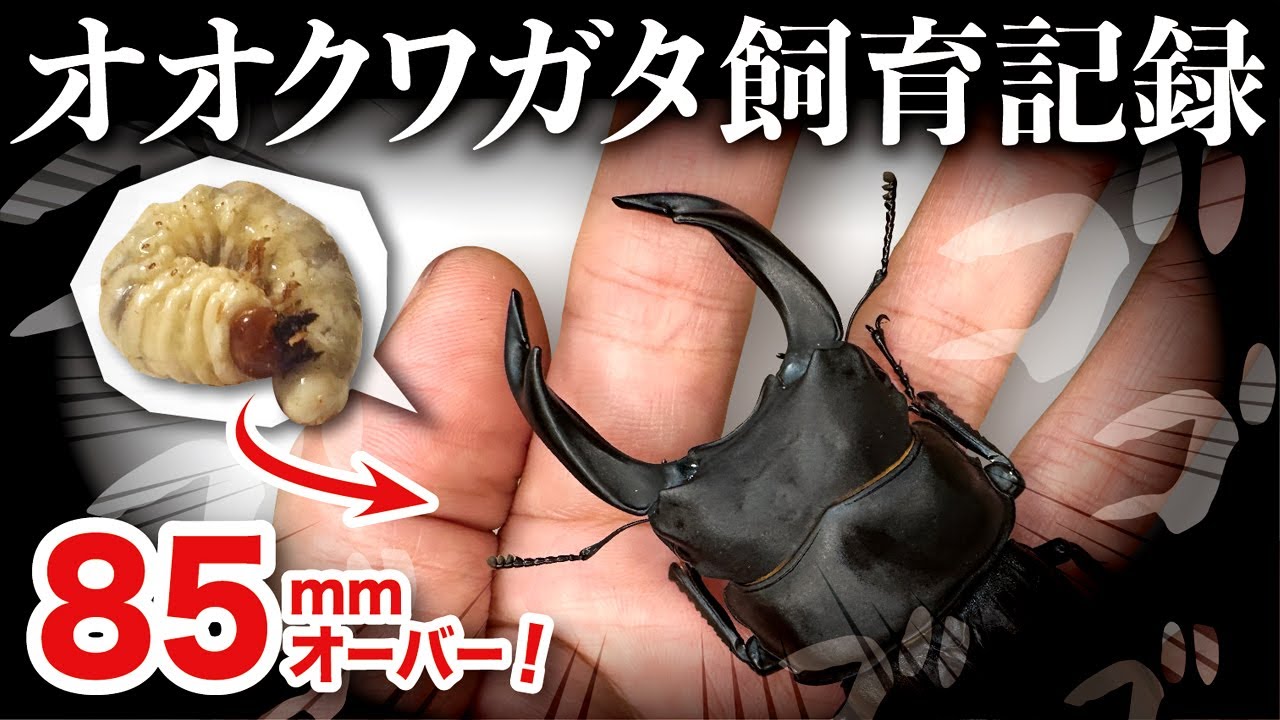 オオクワガタ特大78.6㎜ 初令幼虫採集個体 オオクワガタ特大78.6㎜ 初
