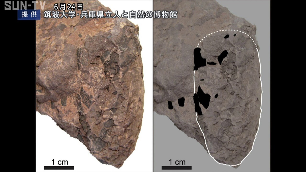 世界最小の恐竜の卵化石発見 丹波地域に分布の篠山層群 - YouTube