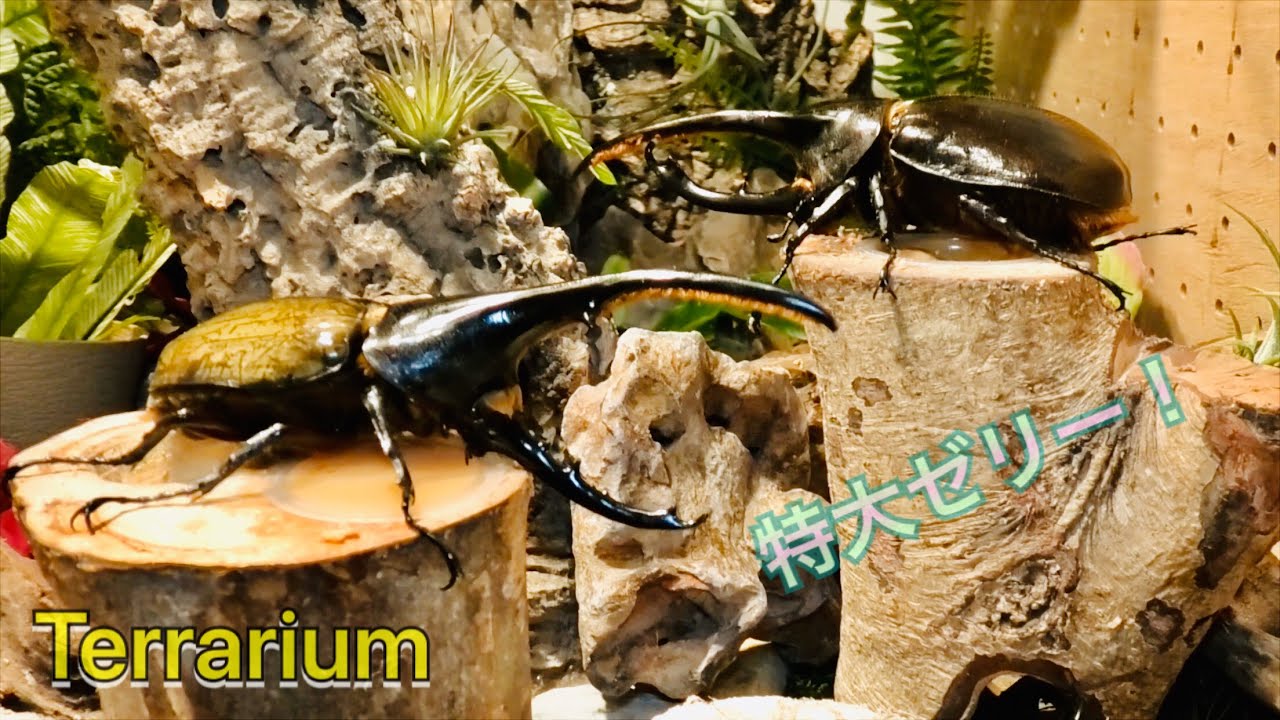 クワガタテラリウム】ヘラクレスオオカブト達の家 特大テラリウムに