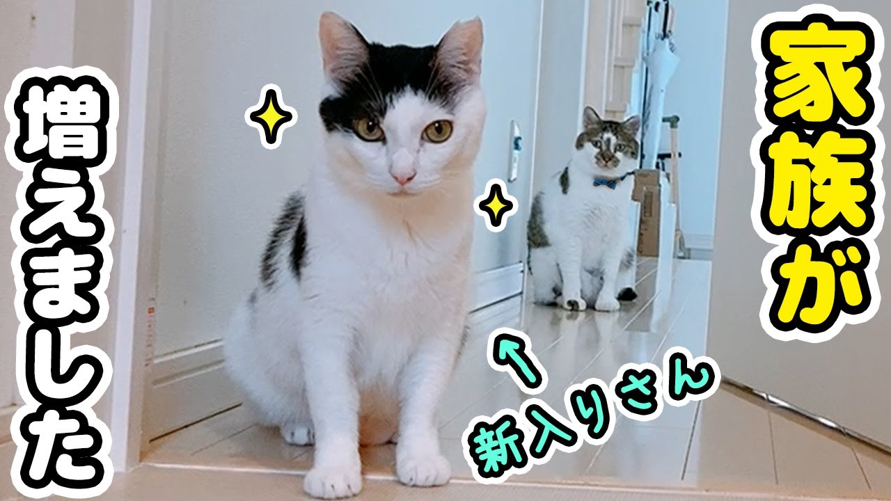 We have a new family member! - YouTube