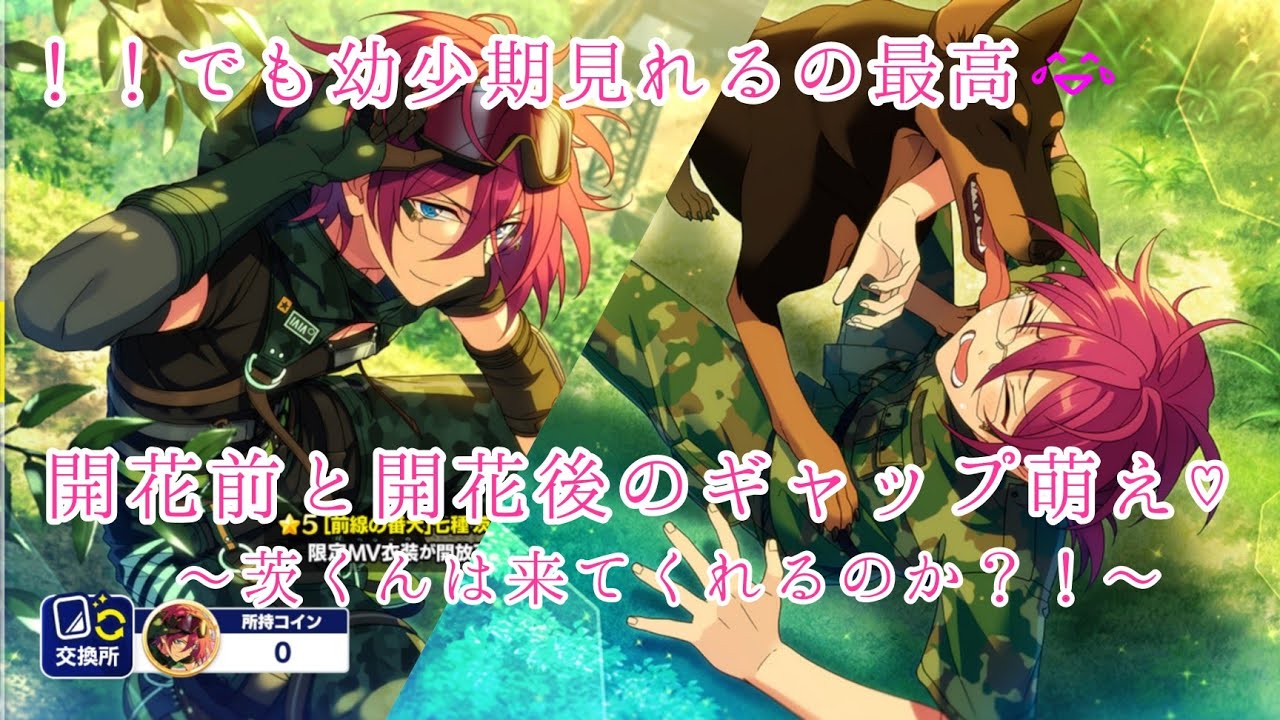 あんスタ 七種茨 テーマスカウト缶バッジ 番犬 幼少期 あんスタ 七種