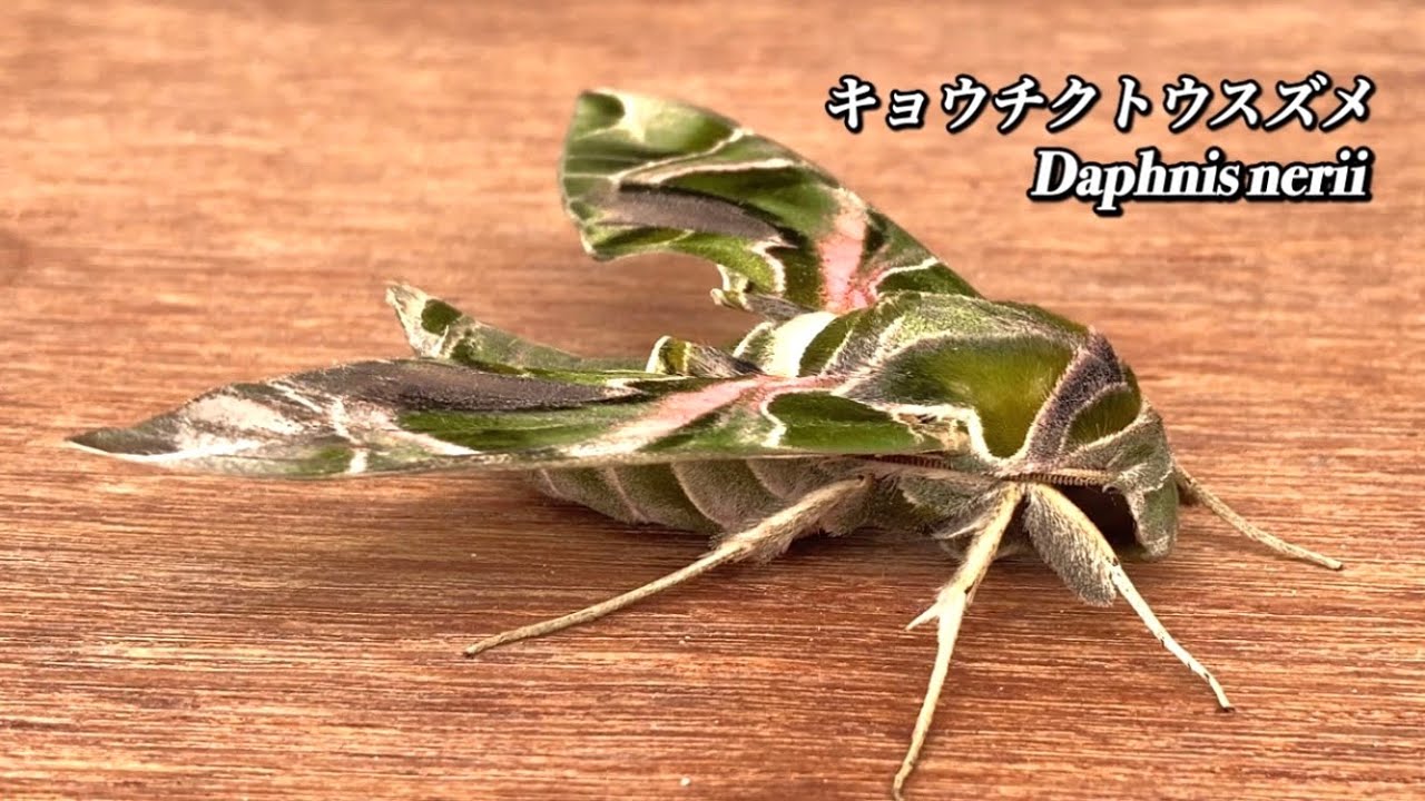 キョウチクトウスズメ どアップでどうぞ Daphnis nerii 沖縄の蛾