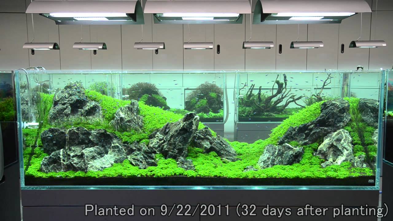 ADAその他多数 水槽引退 一部売却済み ADAその他多数 水槽引退 【公式