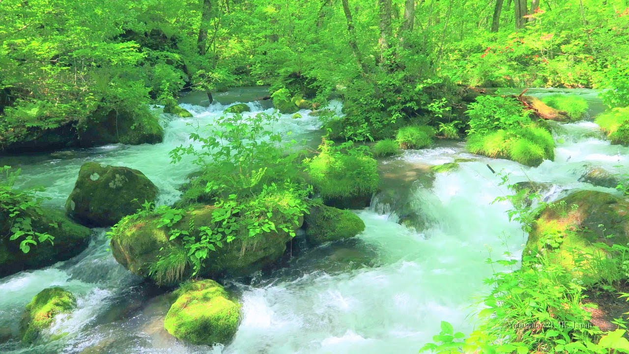 4K映像 清涼爽快「新緑の奥入瀬渓流 阿修羅の流れ ヤマツツジ」日本の