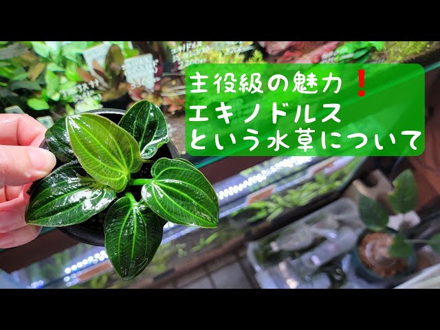 Aquatic Plant Introduction Series~ About the aquatic plant called