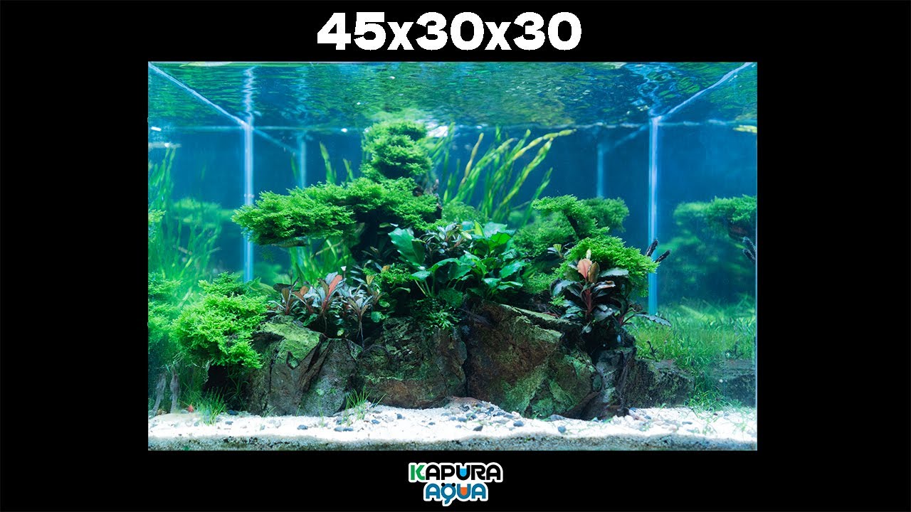 45cm tank layout completed! 6 months maintenance and management