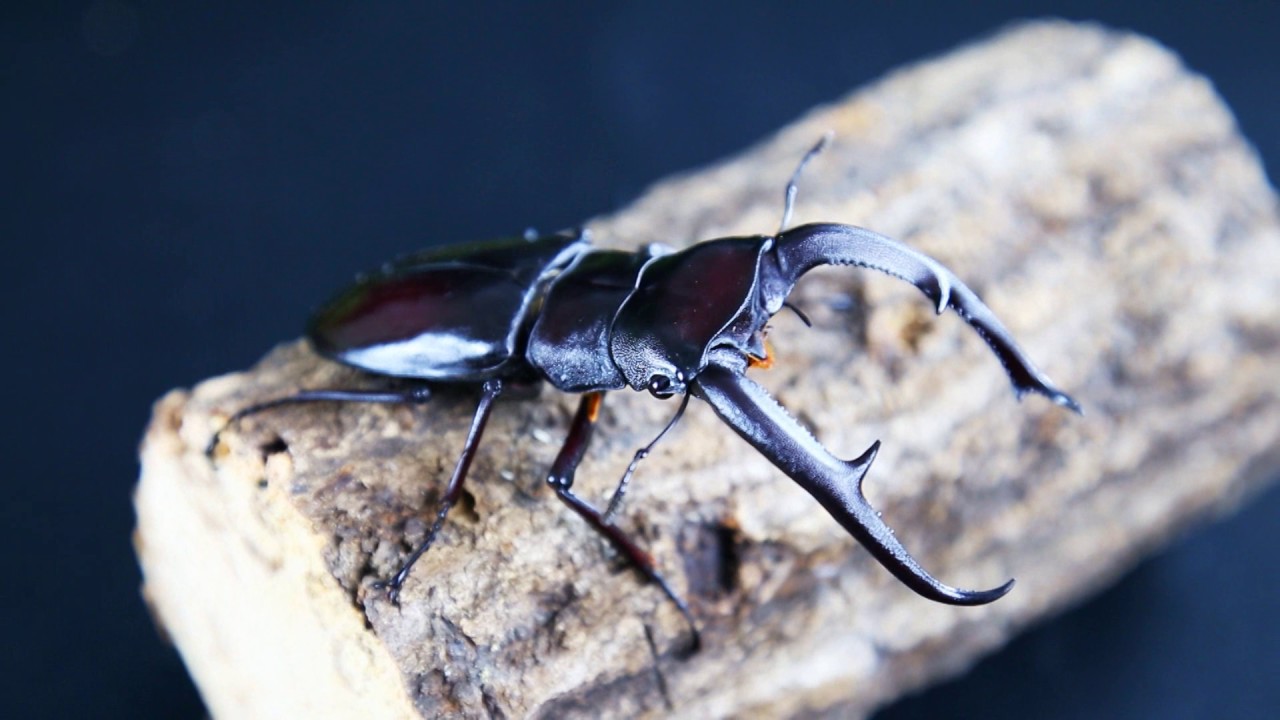 ヤスオカツヤクワガタ ♂86ミリペアー出品中!昆虫販売アリスト | 外