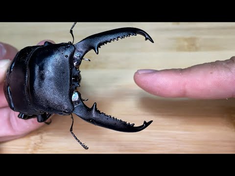 750mmオーバー1000mm世界のクワガタオオクワガタヒラタクワガタなど21