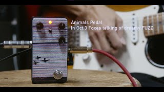 Animals Pedal In Oct,3 Foxes talking of dreamy FUZZ | Sakamoto