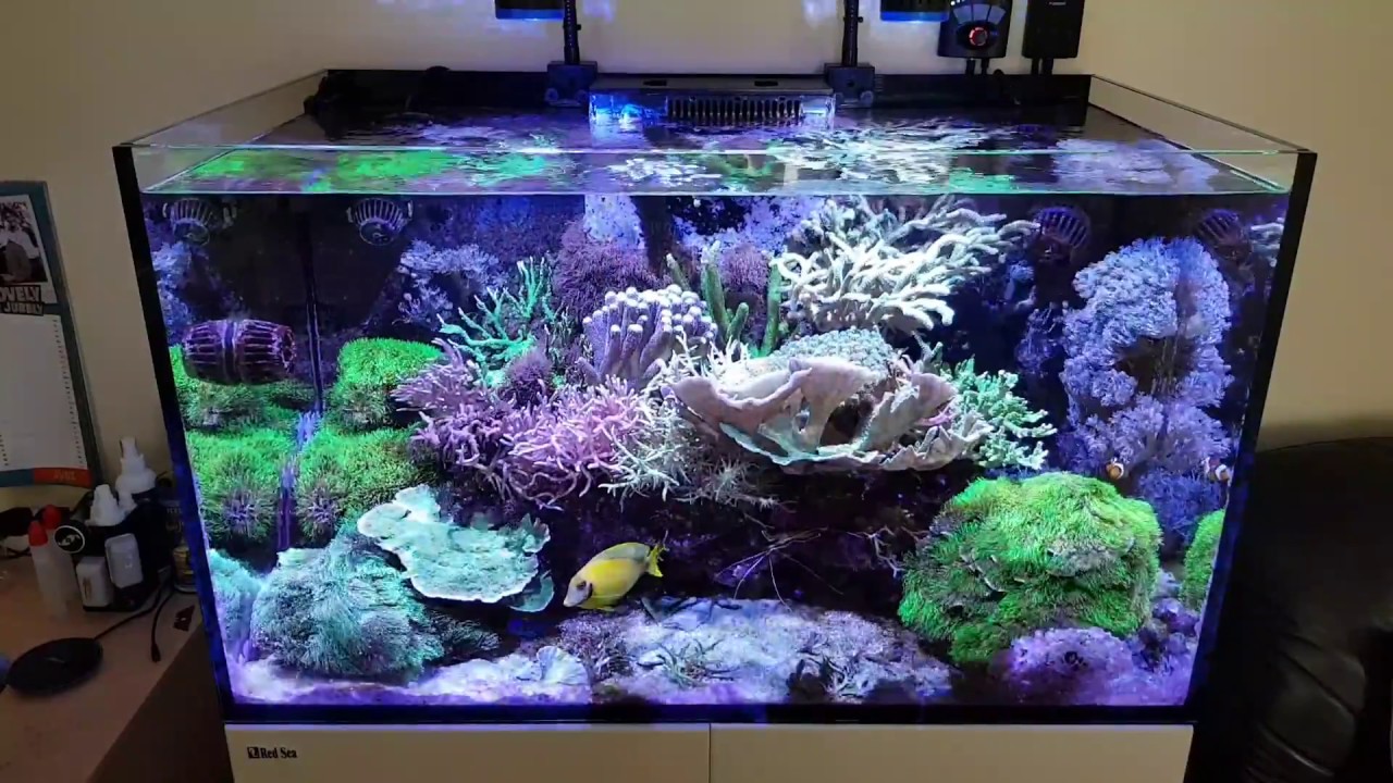 水槽 BRN32 Red Sea Reefer 250 Red Sea REEFER-250 G2 Deluxe Premium