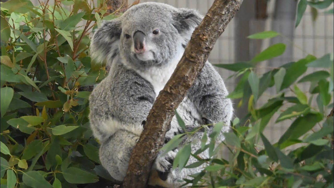 純銀 2023 (親子)コアラ 多摩動物園コアラ親子koala 2025年10月24日