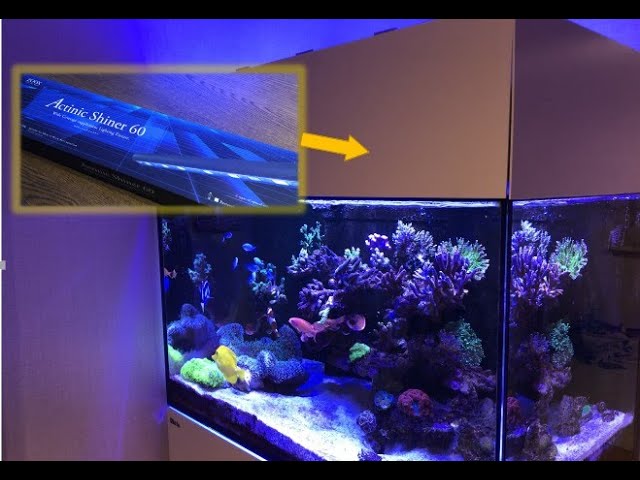 ZOOXアクティニックシャイナーを自作キャノピーに装着！【海水魚水槽