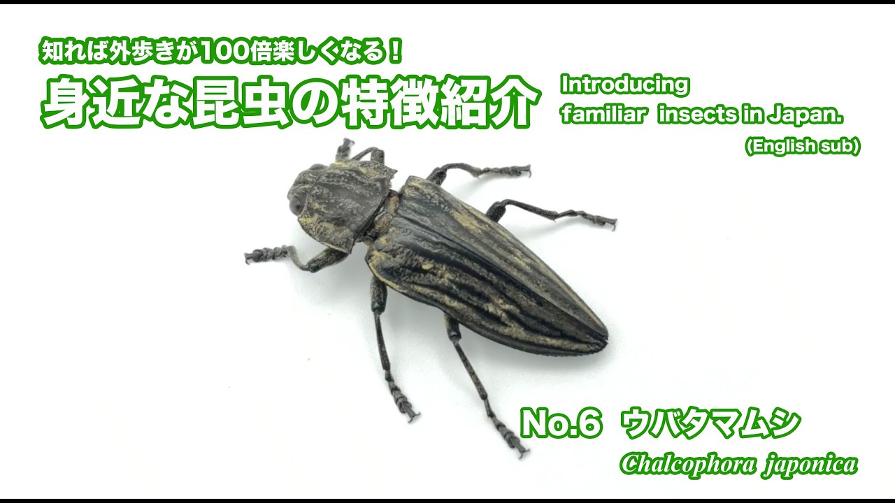 昆虫シリーズ65 タマムシ、シデムシ、ハサミムシ | あきた森づくり活動