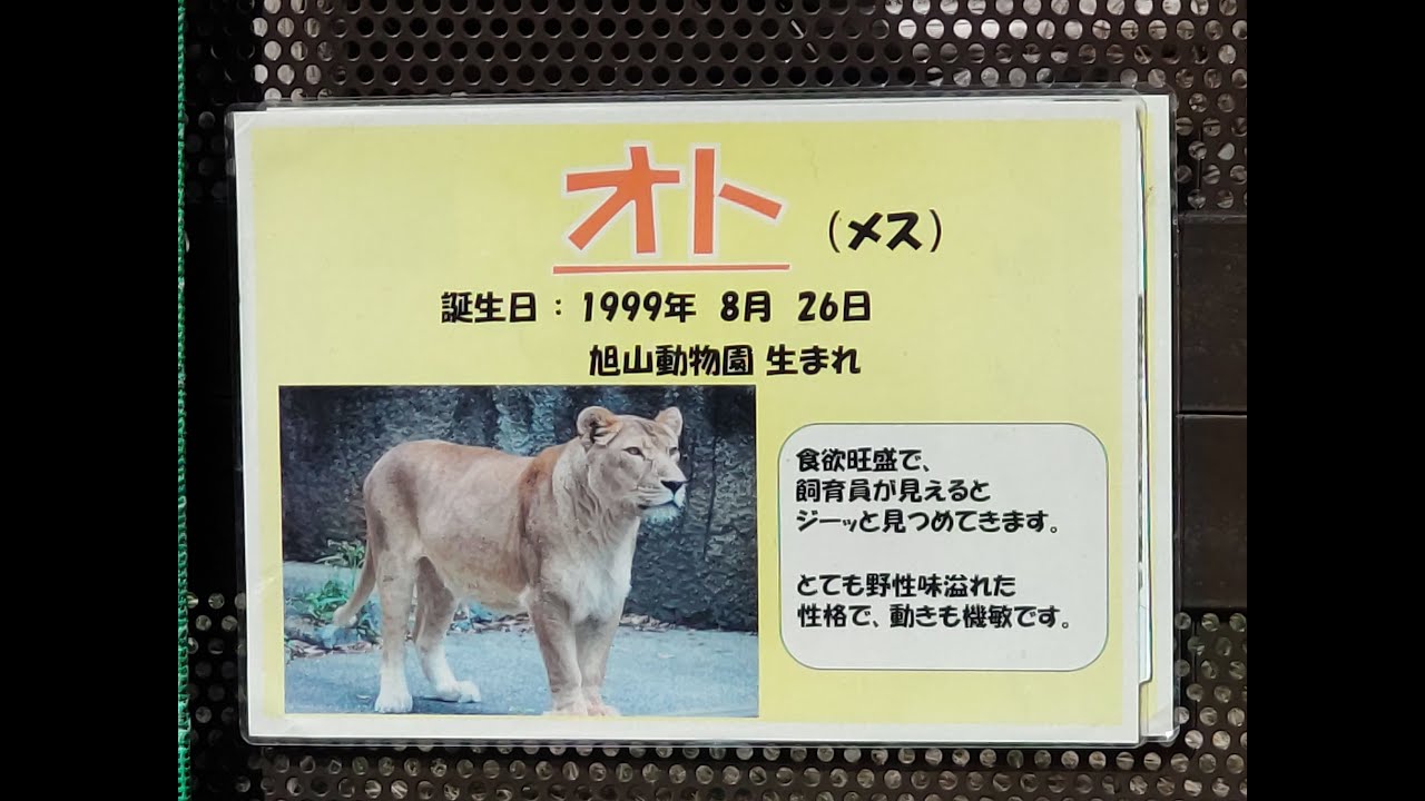 24歳5ヵ月】ライオン（オト）@のんほいパーク20240203 - YouTube