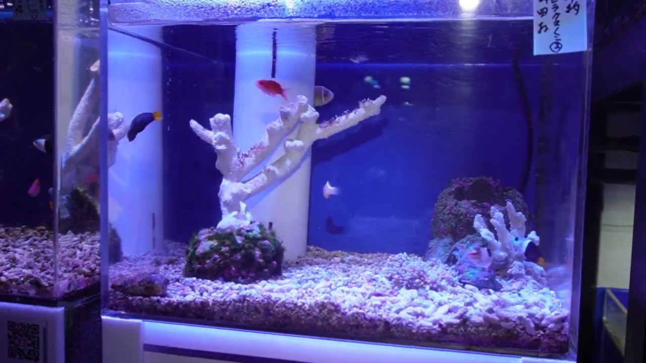 日海センター NK-90 オールインワン アクリル水槽 かんたん槽