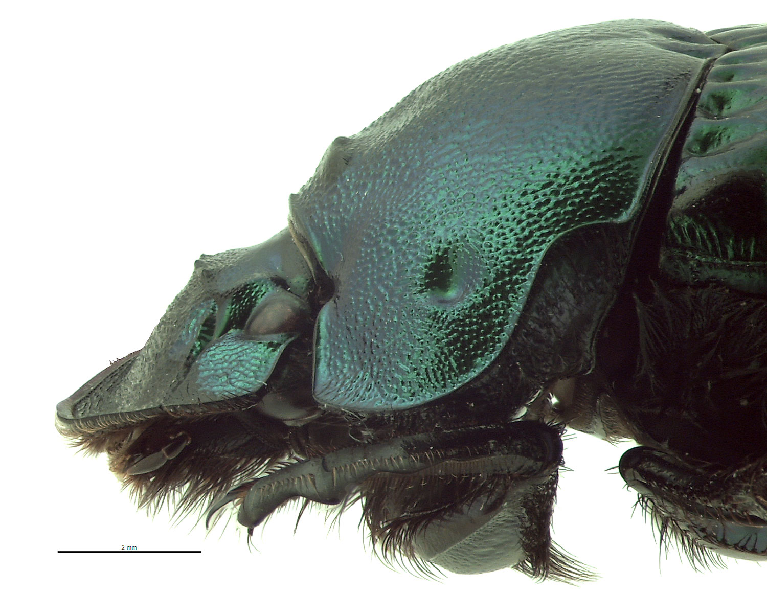 標本 Brazil Phanaeus dejeani 16mm 17mm 標本 Brazil Phanaeus