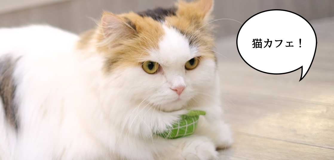 フロム中武の6階にある猫カフェ『猫カフェ モカ(MOCHA) 立川店』に行っ