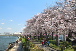 隅田公園の桜（墨田区） - お花見2026 - ウォーカープラス