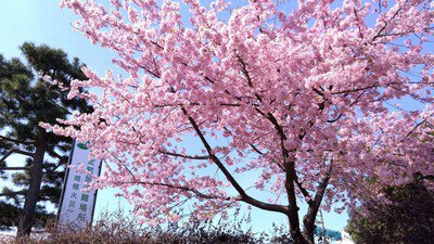 長久保公園の桜（藤沢市） - お花見2026 - ウォーカープラス