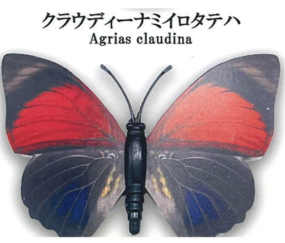 Yahoo!オークション - 蝶標本 ベアタミイロタテハ（beautifica亜種雌