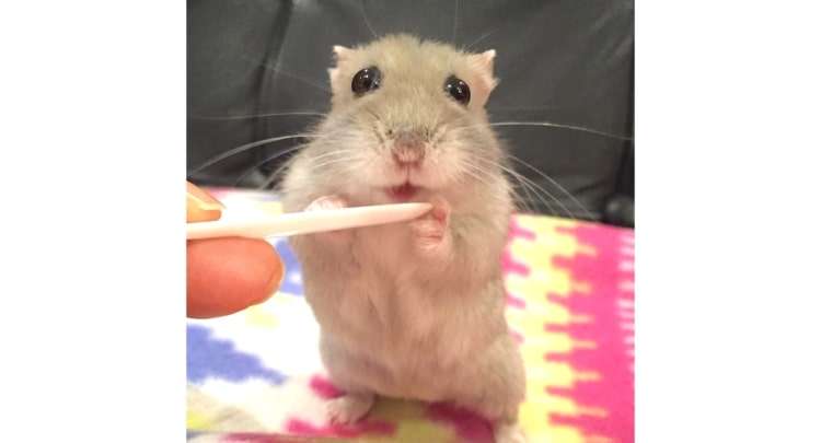 ハムちゃんずワールド ハムちゃん ハムスター シャーペン 平成レトロ