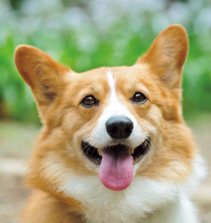 コーギー パピー 子犬 ガラスのカッティングボート 【公式通販】