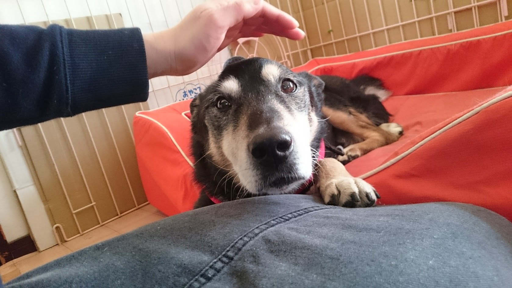 口コミ・レビュー｜スクエアカドラー＋クッション・防水｜ 犬用ベッド