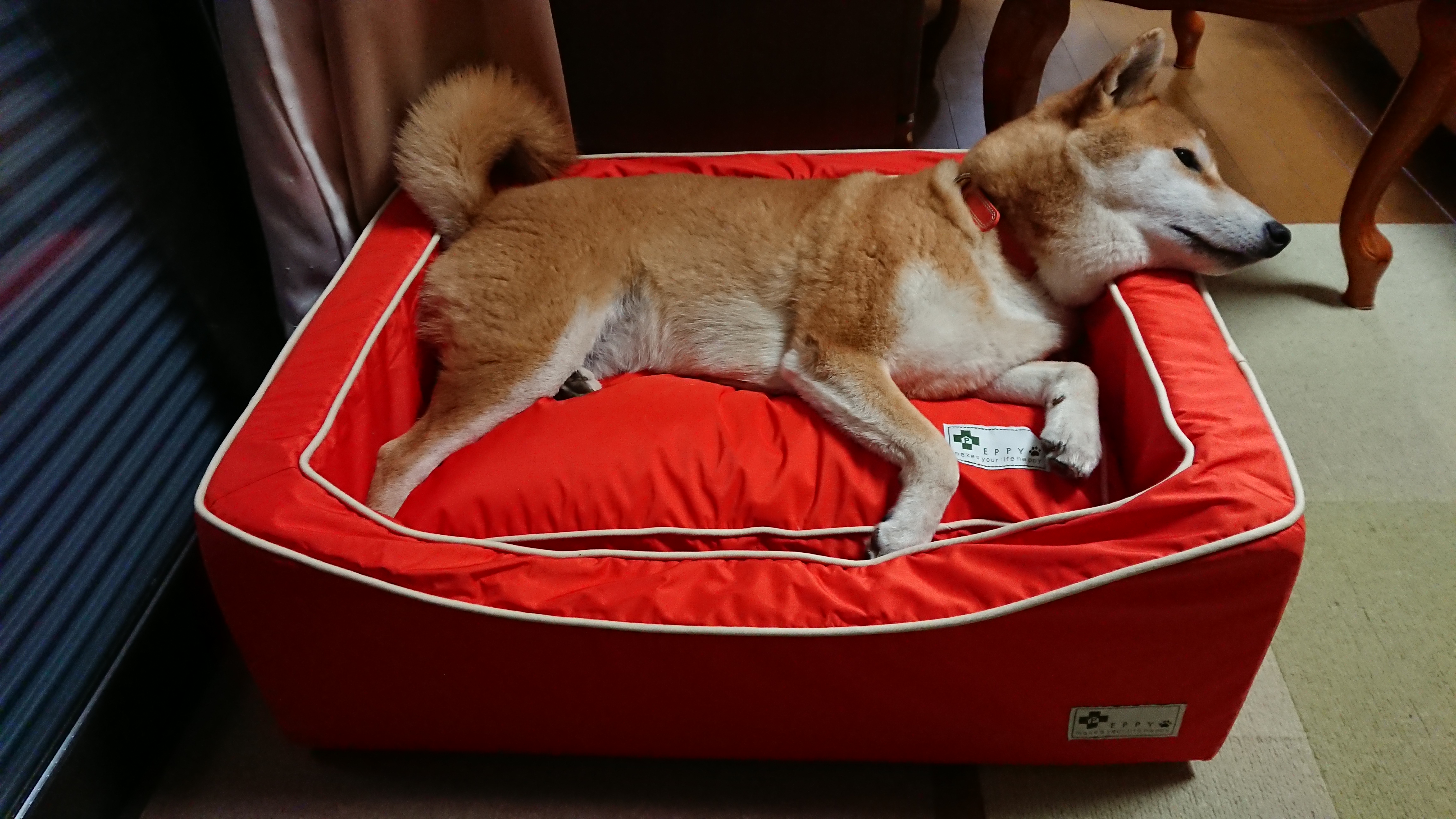 口コミ・レビュー｜スクエアカドラー＋クッション・防水｜ 犬用ベッド