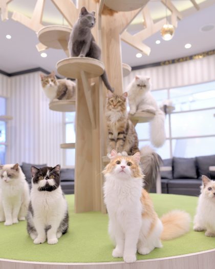 猫カフェ MOCHA | エキトマチケットが使える店舗一覧 | JRE POINTが