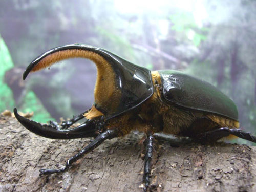 ファーム's ヘラクレスマットの販売 | モンスター