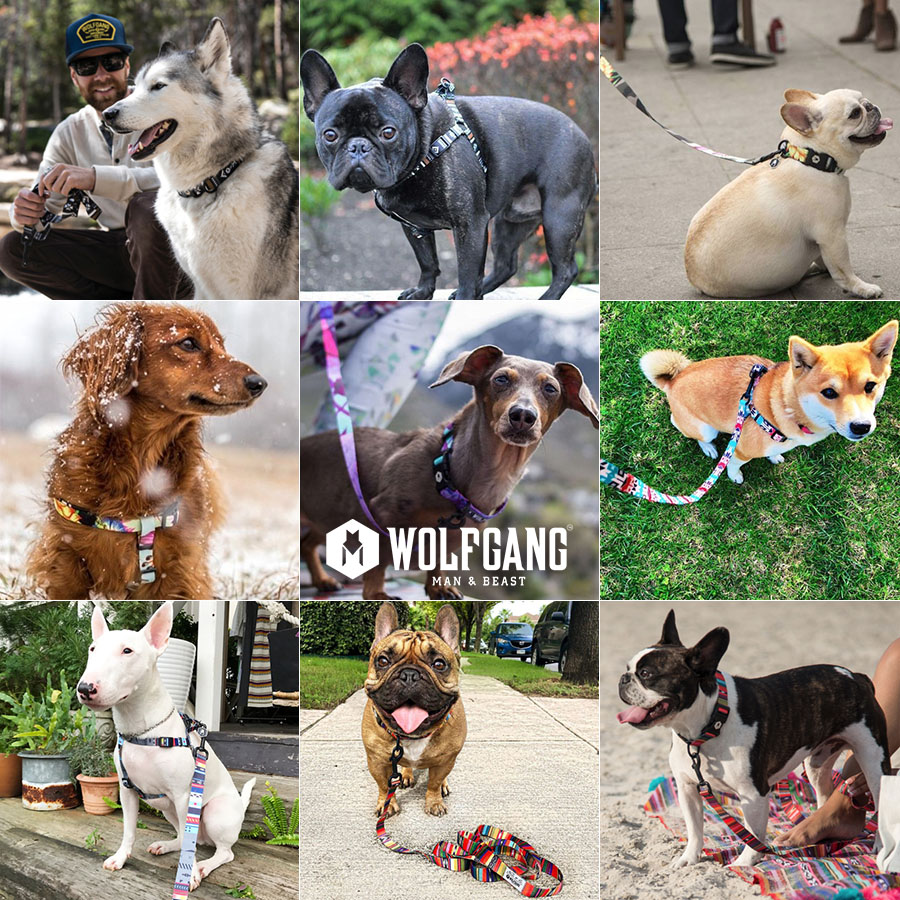 タンバリン【新品未使用】wolfgang首輪Mとリード183cm 楽天市場】首輪