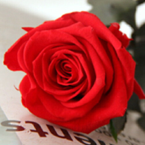 プリザーブドフラワー ステム付きローズ【 1輪の花束】