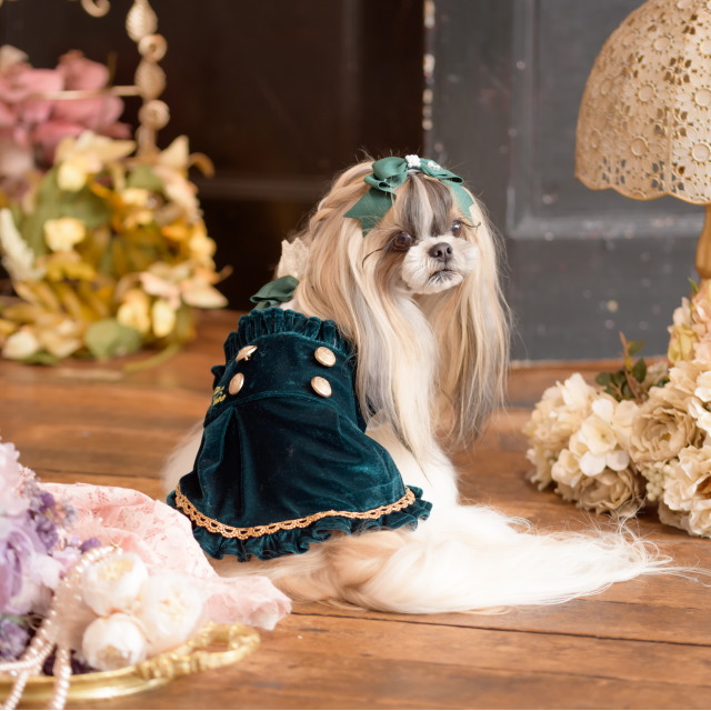 楽天市場】犬服 秋服 きゃんナナ クラシカルベロアワンピース SS-L