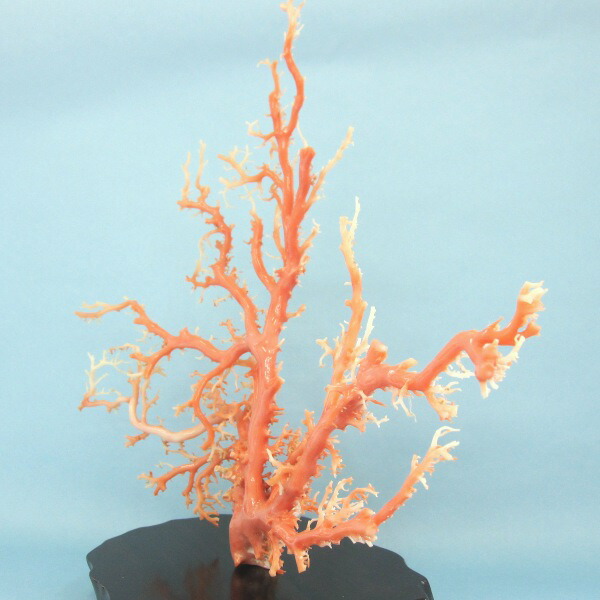 楽天市場】ピンク(ガーネ)珊瑚 原木・拝見・置物 （艶出し加工済み