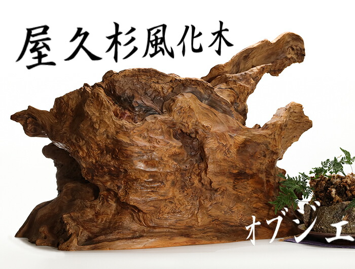 楽天市場】屋久杉 オブジェ 仕様：無垢 / 素材：屋久杉瘤~ : 津山銘木