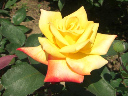 懐かしい…赤城山と田園風景の絵 | 見栄子日記 from 熊谷 - 楽天ブログ