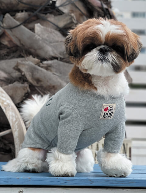 犬服 / ドッグウェア】シーズーTシャツ / DOG DEPT (ドッグデプト
