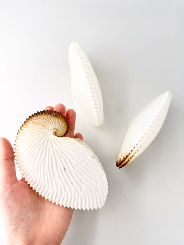 アオイガイ(国産）【約12～15cm/1個】 - Not for overseas sale - 貝殻